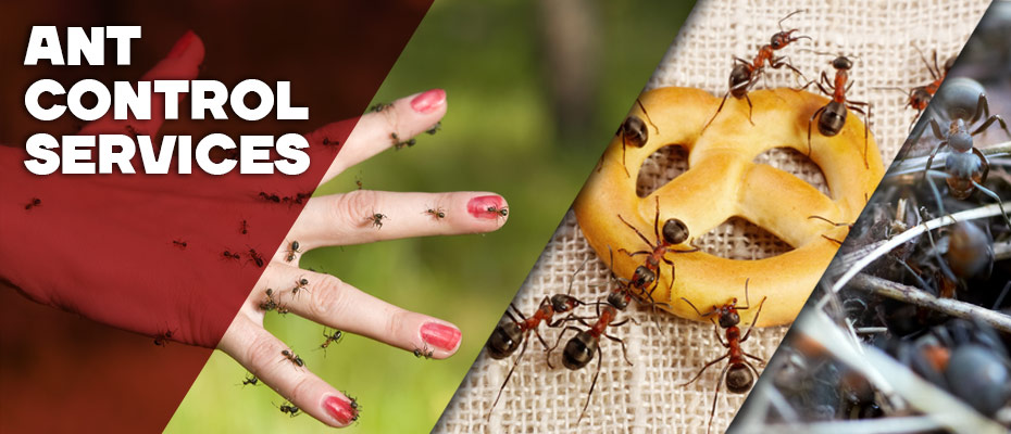 Ants Control