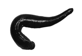 pest thumb