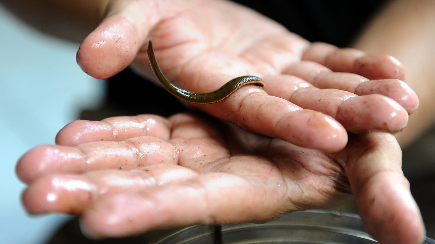 Leech  Control 