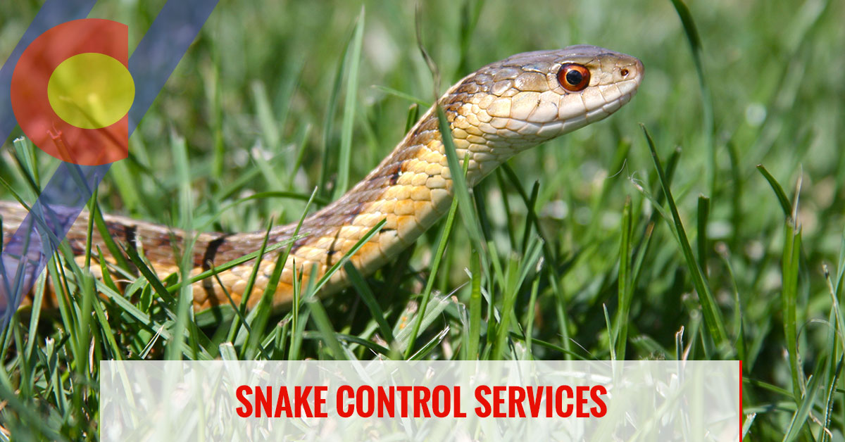 Snake Control