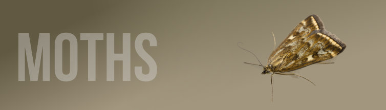Moths Control