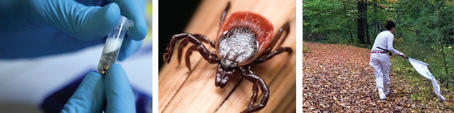 Ticks Control