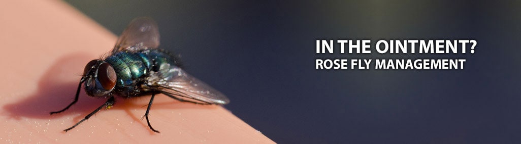 Flies Control