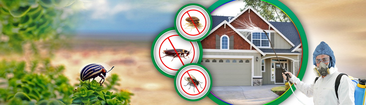 Cockroach Control