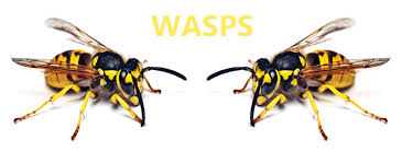 Wasps control