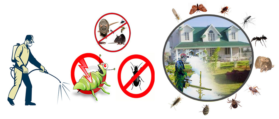 Carpet Beetle Control