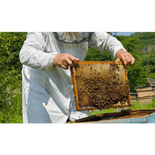 Honey Bees Control