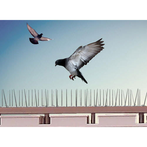 Pigeon Control