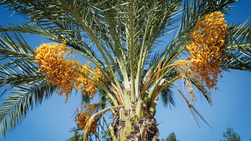 Particle Date Palm Control