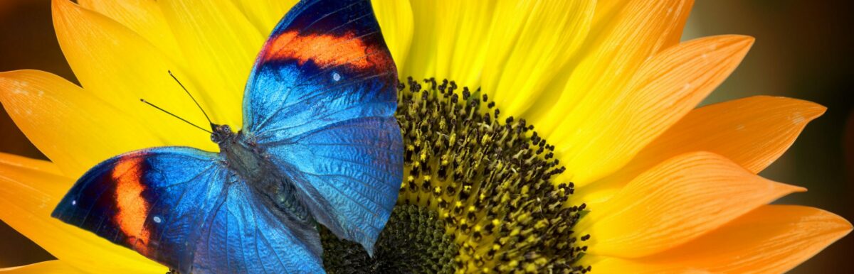Butterfly Control