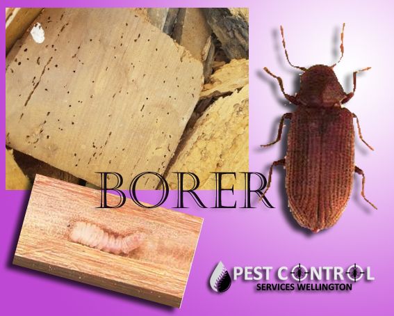 Anti Wood Borer Treatment